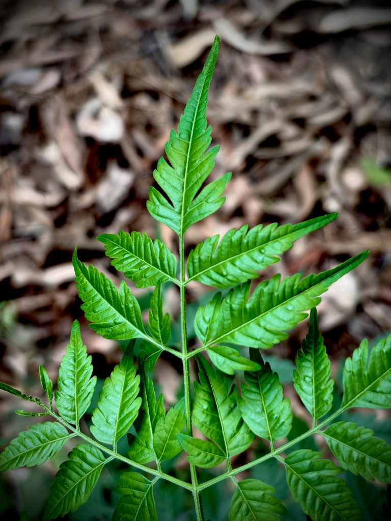 עובדות מעניינות על קנאביס רפואי